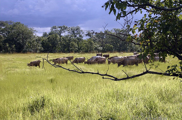 Cattle in Guinea