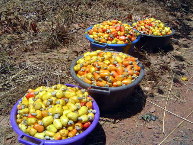 Guinea peppers piement