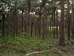 Plantation Oil Palm