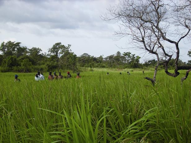 Rice Field