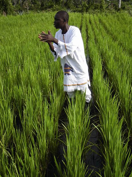 Rice Field