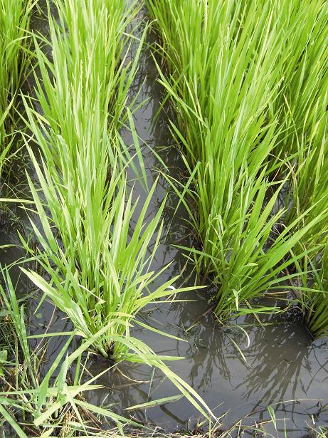 Rice Field