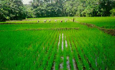 rice field sierra leone