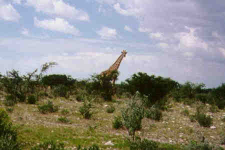 Giraf Etosha Park