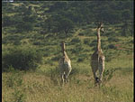 Girafs