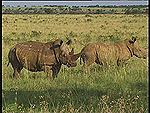 Rhinos