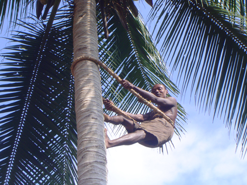 Palm Climbing