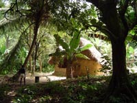 Forest Village in Africa