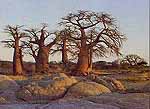 Baobab Tree Monkey Bread