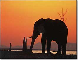 Sunset Kalahari