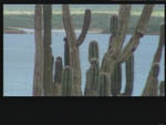 Cactus Bonaire