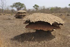 Termites Badiar Park Guinea