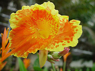 Canna Generalis