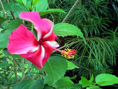 L'Hibiscus-Althea