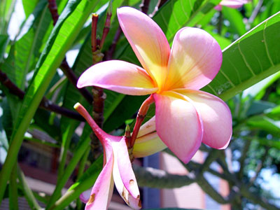 Plumeria