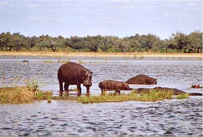 Hypos in the Zambesi River