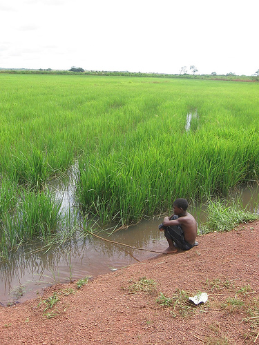 Rice field Salone