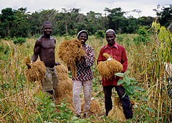 Plantation rice