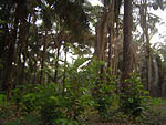 Plantation Oil Palm