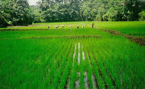 Rice Field